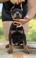 Shade, a male Doberman Pinscher for sale in North Carolina, NC – 8 of 10
