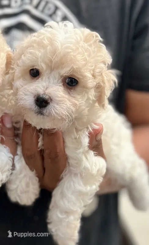 Boy 3 – Bichon Frise, Poodle - Miniature  puppy for sale in Granger, WA