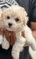 Boy 3, a male Bichon Frise and Poodle - Miniature  for sale in Granger, WA – 1 of 1