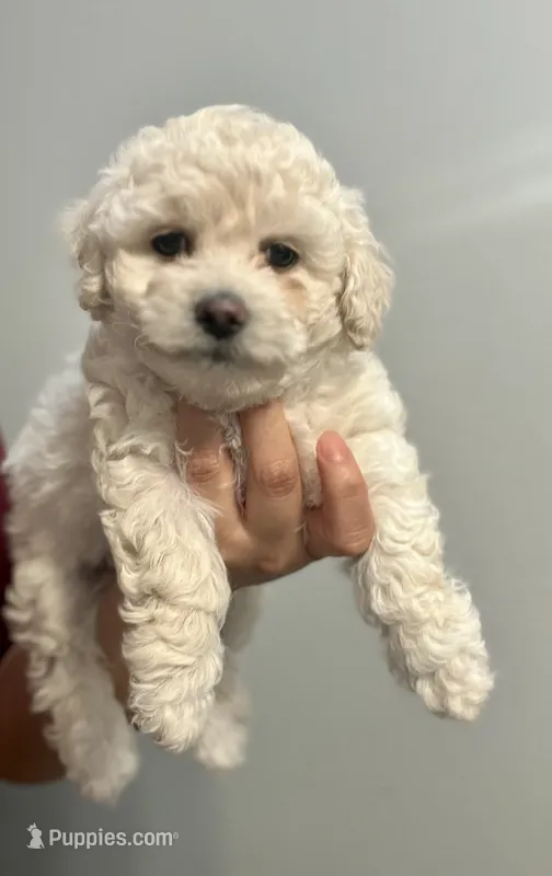 Girl 2 – Bichon Frise, Poodle - Miniature  puppy for sale in Granger, WA