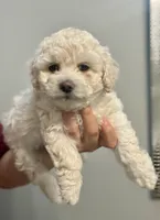 Girl 2, a female Bichon Frise and Poodle - Miniature  for sale in Granger, WA – 2 of 2