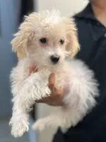 Boy 4, a male Bichon Frise and Poodle - Miniature  for sale in Granger, WA – 1 of 2