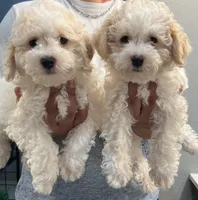 processed/e2531e57-1774-4955-a3b7-42c22b839080/listing/3c9d8090-1771-4a79-9299-e1e49bb35d74/8e5aeb5f-a827-4415-93aa-fa6e79c41b24