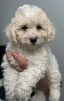 Boy 1, a male Bichon Frise and Poodle - Miniature  for sale in Granger, WA – 4 of 5