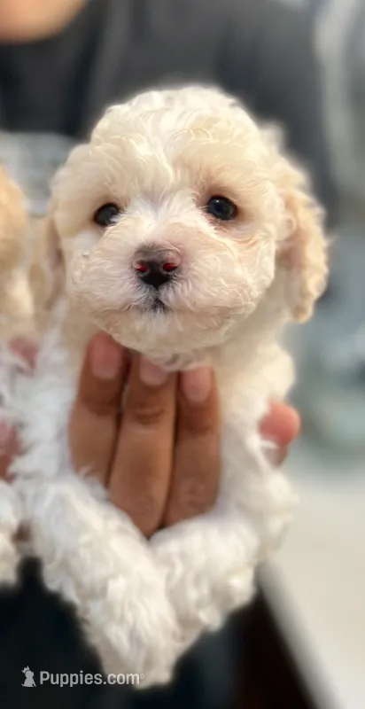 Boy 2 – Bichon Frise, Poodle - Miniature  puppy for sale in Granger, WA