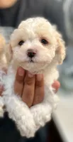 Boy 2, a male Bichon Frise and Poodle - Miniature  for sale in Granger, WA – 1 of 1