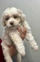Girl 1, a female Bichon Frise and Poodle - Miniature  for sale in Granger, WA – 2 of 2
