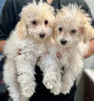Boy 1, a male Bichon Frise and Poodle - Miniature  for sale in Granger, WA – 2 of 5