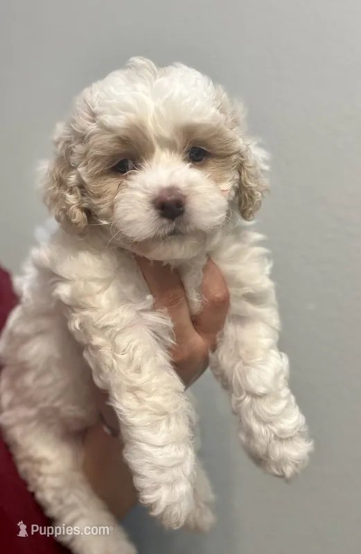 Girl 1 – Bichon Frise, Poodle - Miniature  puppy for sale in Granger, WA