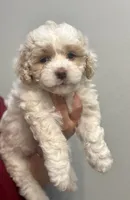 Girl 1, a female Bichon Frise and Poodle - Miniature  for sale in Granger, WA – 1 of 2