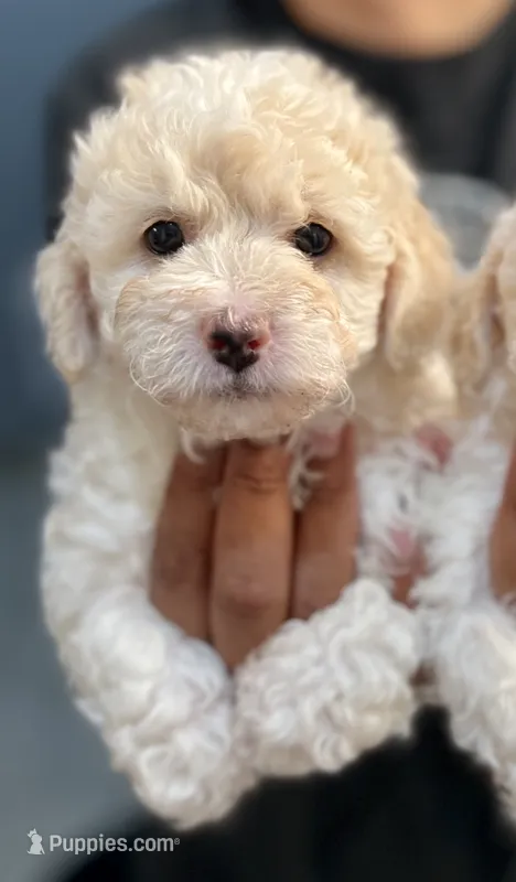 Boy 1 – Bichon Frise, Poodle - Miniature  puppy for sale in Granger, WA