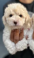 Boy 1, a male Bichon Frise and Poodle - Miniature  for sale in Granger, WA – 1 of 1