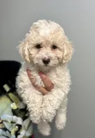 Boy 1, a male Bichon Frise and Poodle - Miniature  for sale in Granger, WA – 3 of 5