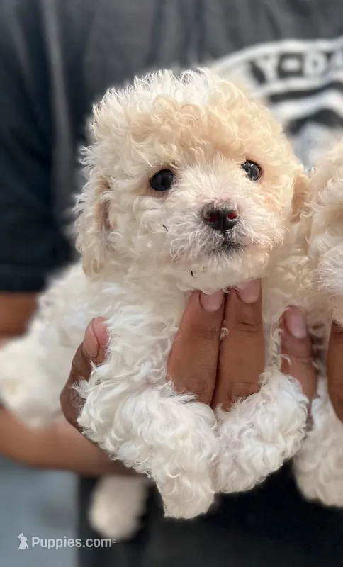 Boy 4 – Bichon Frise, Poodle - Miniature  puppy for sale in Granger, WA