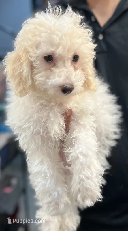 Boy 1 – Bichon Frise, Poodle - Miniature  puppy for sale in Granger, WA