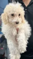 Boy 1, a male Bichon Frise and Poodle - Miniature  for sale in Granger, WA – 1 of 5