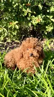 Mary, a female Poodle - Toy  for sale in Hallandale Beach, FL – Photo 1 of 2