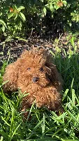 Mary, a female Poodle - Toy  for sale in Hallandale Beach, FL – Photo 2 of 2