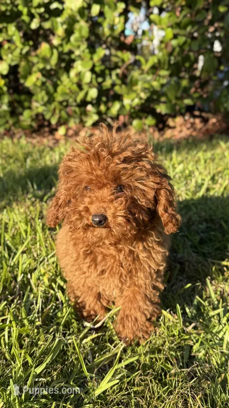 Freddy – Poodle - Toy  puppy for sale in Hallandale Beach, FL