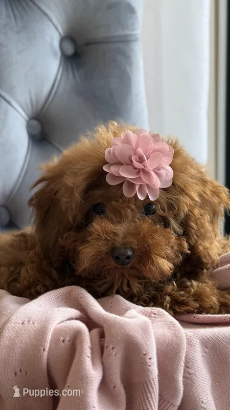 Daisy – Poodle - Toy  puppy for sale in Hallandale Beach, FL