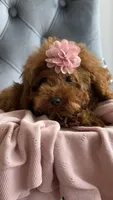 Daisy, a female Poodle - Toy  for sale in Hallandale Beach, FL – Photo 3 of 3