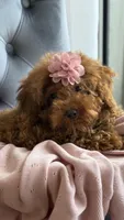 Daisy, a female Poodle - Toy  for sale in Hallandale Beach, FL – Photo 2 of 3