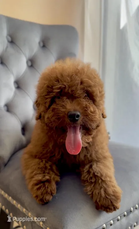 Bruno – Poodle - Toy  puppy for sale in Hallandale Beach, FL