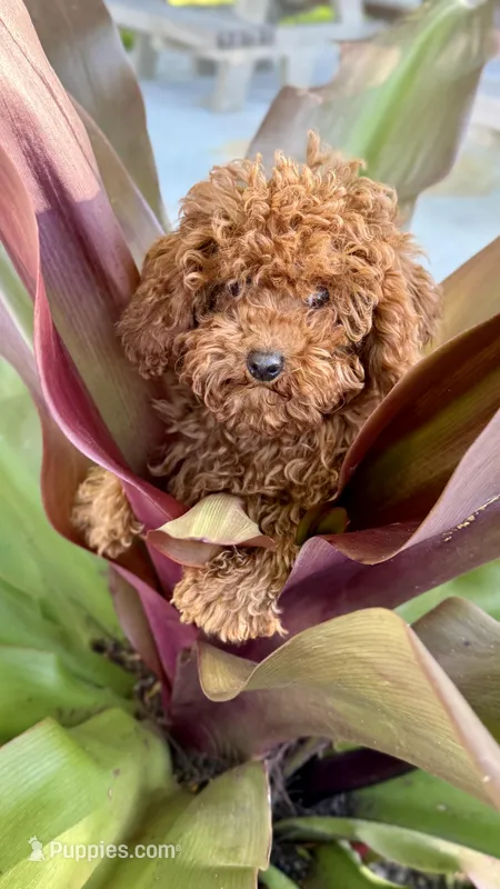 Prince, a male Poodle - Toy  for sale in Hallandale Beach, FL – Photo 1 of 2