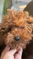 Prince, a male Poodle - Toy  for sale in Hallandale Beach, FL – Photo 2 of 2