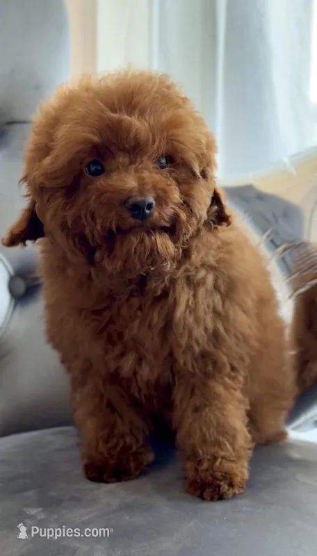 Oliver – Poodle - Toy  puppy for sale in Hallandale Beach, FL