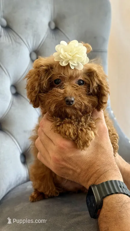 Daisy – Poodle - Toy  puppy for sale in Hallandale Beach, FL