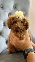 Daisy, a female Poodle - Toy  for sale in Hallandale Beach, FL – Photo 1 of 2