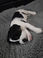 Beulah, a female English Springer Spaniel for sale in Marshall, MN – 3 of 9
