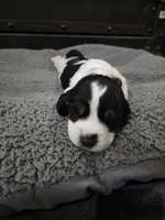 Beulah, a female English Springer Spaniel for sale in Marshall, MN – 2 of 9