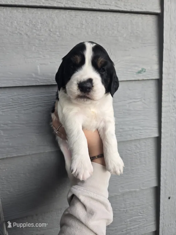 Beulah – English Springer Spaniel puppy for sale in Marshall, MN