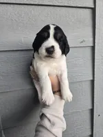 Beulah, a female English Springer Spaniel for sale in Marshall, MN – 1 of 9