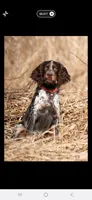 Cilla, a female English Springer Spaniel for sale in Marshall, MN – 4 of 9