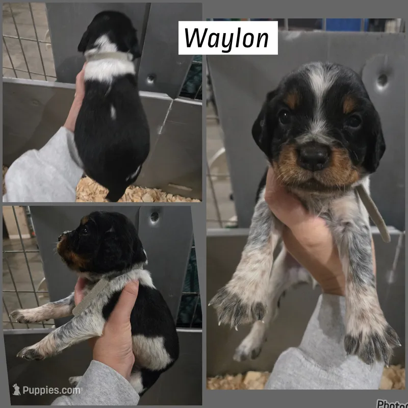 Waylon – English Springer Spaniel puppy for sale in Marshall, MN