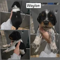 Waylon, a male English Springer Spaniel for sale in Marshall, MN – 1 of 2