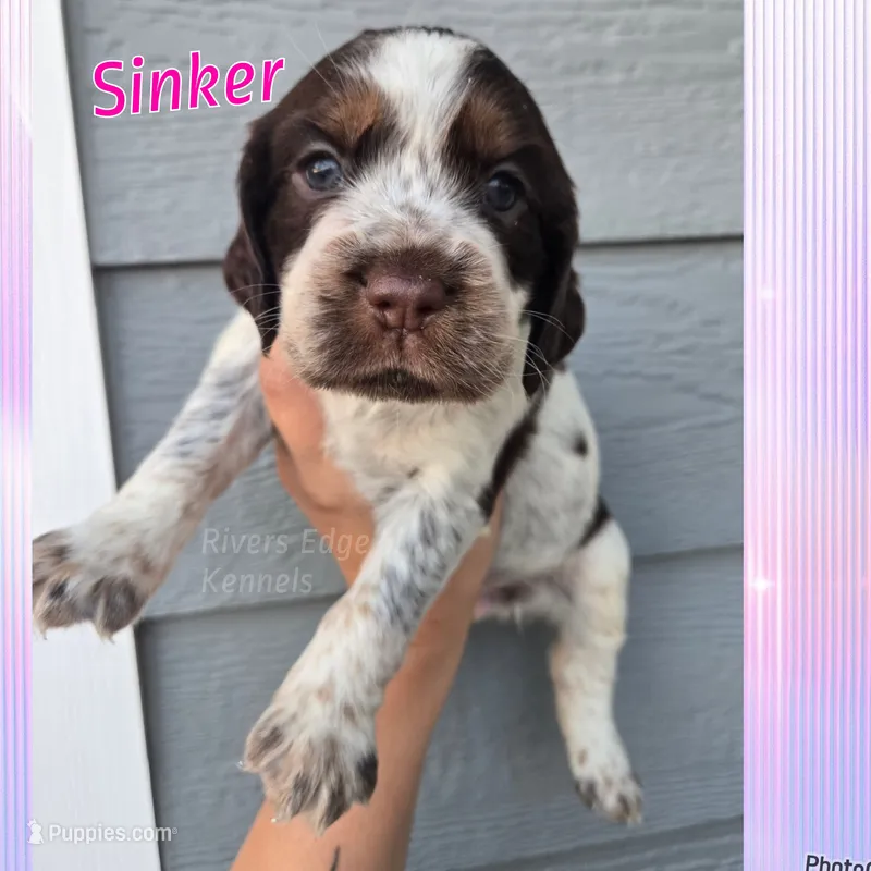 Sinker – English Springer Spaniel puppy for sale in Marshall, MN