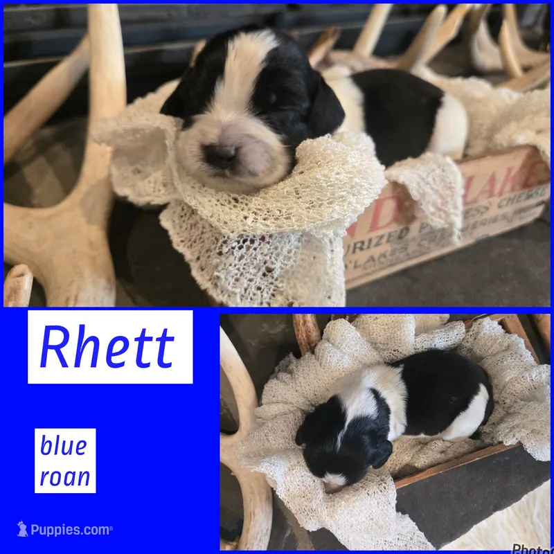Rhett – English Springer Spaniel puppy for sale in Marshall, MN