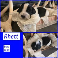 Rhett, a male English Springer Spaniel for sale in Marshall, MN – 1 of 2