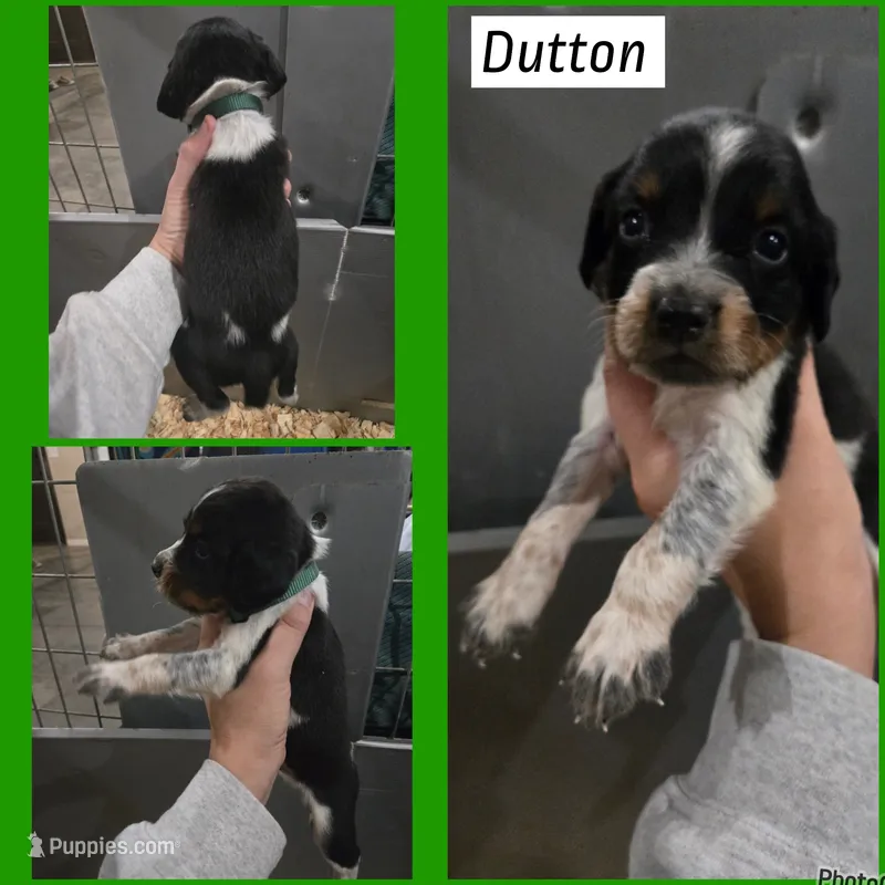 Dutton – English Springer Spaniel puppy for sale in Marshall, MN