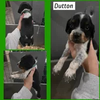 Dutton, a male English Springer Spaniel for sale in Marshall, MN – 1 of 2