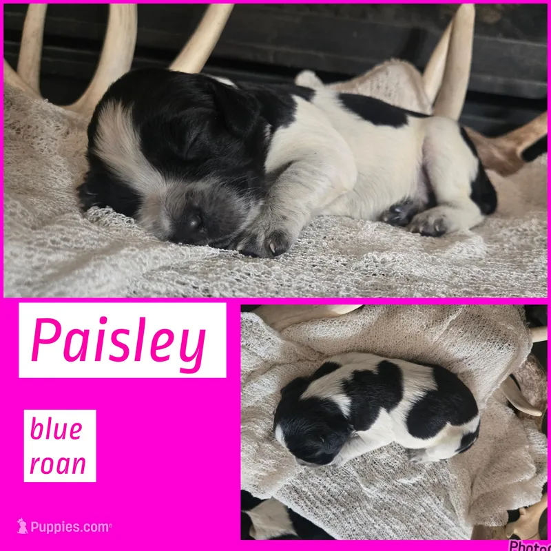 Paisley  – English Springer Spaniel puppy for sale in Marshall, MN