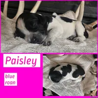 Paisley , a female English Springer Spaniel for sale in Marshall, MN – 1 of 2