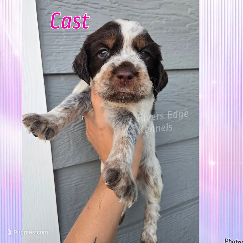 Cast – English Springer Spaniel puppy for sale in Marshall, MN