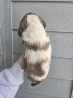 Trapper, a male English Springer Spaniel for sale in Marshall, MN – Photo 5 of 9