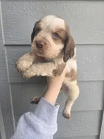 Trapper, a male English Springer Spaniel for sale in Marshall, MN – Photo 4 of 9