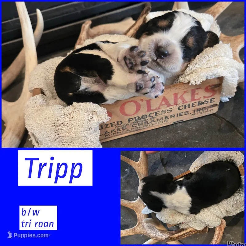 Tripp – English Springer Spaniel puppy for sale in Marshall, MN